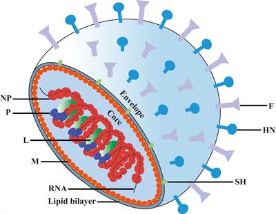 Mumps Orchitis: Clinical Aspects and Mechanisms